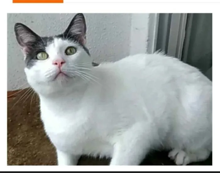 Gato raça srd bicolor idade 2 anos nome JOHN