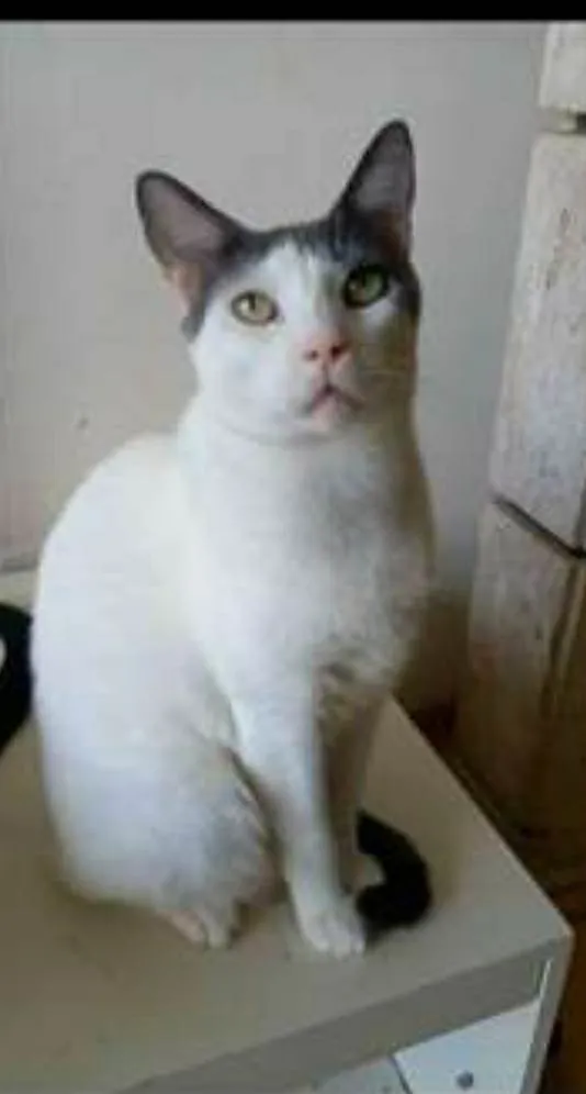 Gato raça srd bicolor idade 2 anos nome JOHN