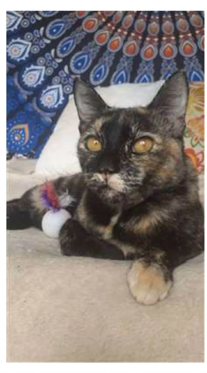 Gato raça srd escaminha  idade 1 ano nome LUÍSA 