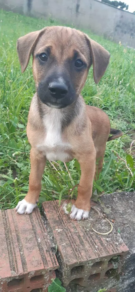 Cachorro raça Sem raça definida (Vira Lata) idade 2 a 6 meses nome Camarelo