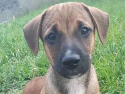 Cachorro raça Sem raça definida (Vira Lata) idade 2 a 6 meses nome Camarelo