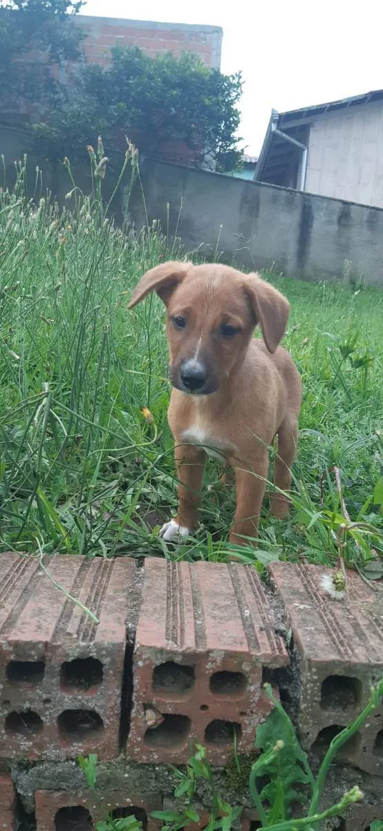 Cachorro raça Sem raça definida (Vira Lata) idade 2 a 6 meses nome Caramelo