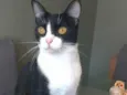 Gato raça srd frajolinha  idade 2 anos nome MARGÔ