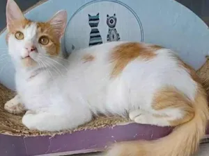Gato raça srd bicolor idade 1 ano nome OZZY