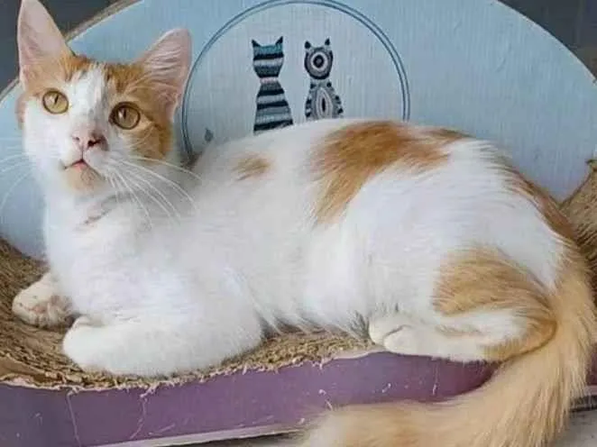 Gato ra a srd bicolor idade 1 ano nome OZZY
