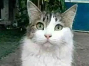 Gato raça srd bicolor idade 1 ano nome FIONA