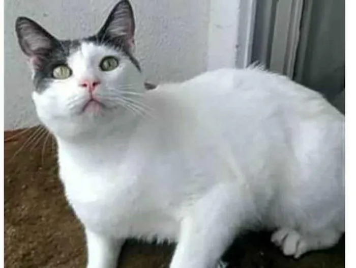 Gato raça srd bicolor idade 2 anos nome JOHN