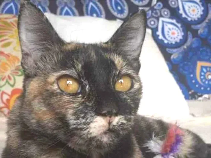 Gato raça srd escaminha  idade 1 ano nome LUÍSA 