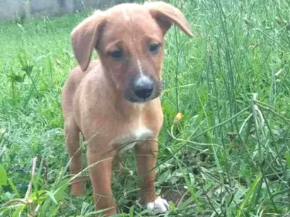 Cachorro raça Sem raça definida (Vira Lata) idade 2 a 6 meses nome Caramelo
