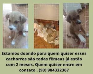 Cachorro raça Vira lata  idade 2 a 6 meses nome Ainda não tem nome 