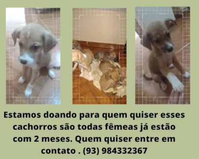 Cachorro raça Vira lata  idade 2 a 6 meses nome Ainda não tem nome 