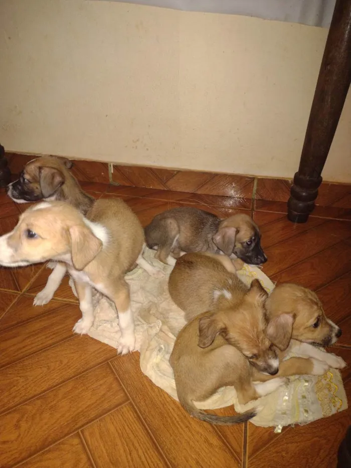 Cachorro raça Vira lata  idade 2 a 6 meses nome Ainda não tem nome 