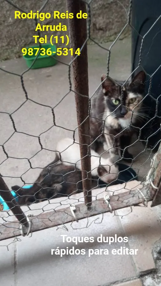 Gato ra a Sem raça idade 7 a 11 meses nome Manchada