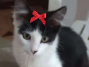 Gato raça Mestiça  idade 2 a 6 meses nome Mika 