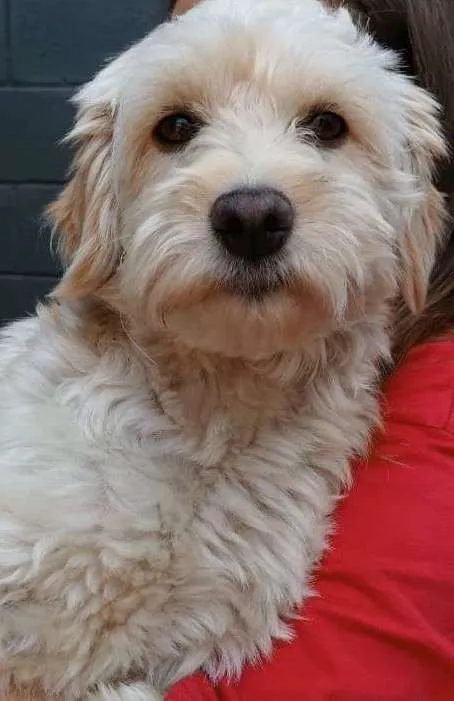 Cachorro raça SRD idade 4 anos nome Ozzy