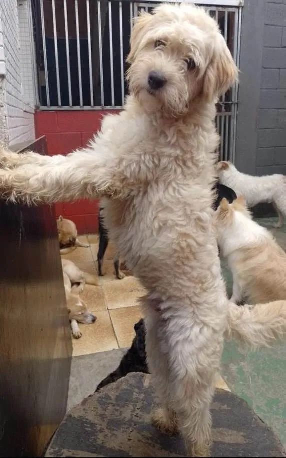 Cachorro raça SRD idade 4 anos nome Ozzy