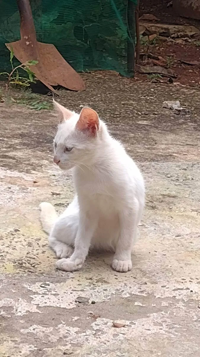 Gato ra a Sem raça definida idade 2 a 6 meses nome Sem nome definido 