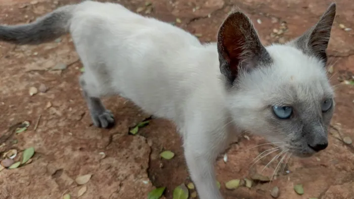 Gato ra a Sem raça definida idade 2 a 6 meses nome Sem nome definido 