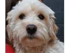 Cachorro raça SRD idade 4 anos nome Ozzy