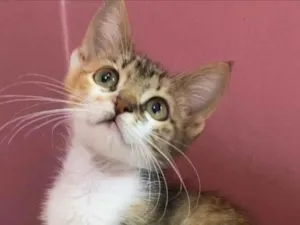 Gato raça Srd idade Abaixo de 2 meses nome Bibiana