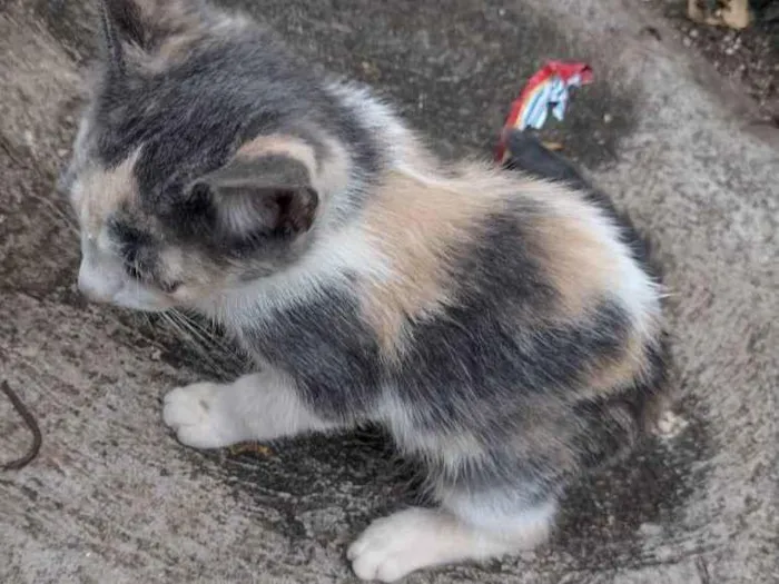 Gato ra a Sem raça definida idade 2 a 6 meses nome Sem nome definido 