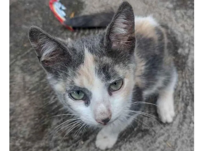 Gato ra a Sem raça definida idade 2 a 6 meses nome Sem nome definido 