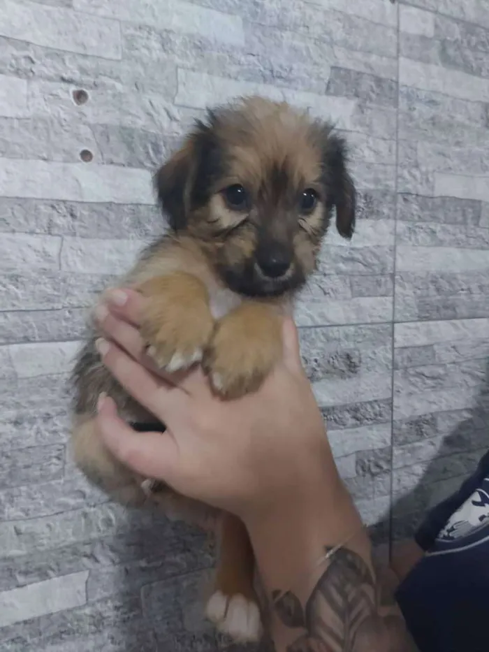 Cachorro ra a SRD  idade 2 a 6 meses nome Filhotes para doação