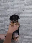 Filhotes para doação