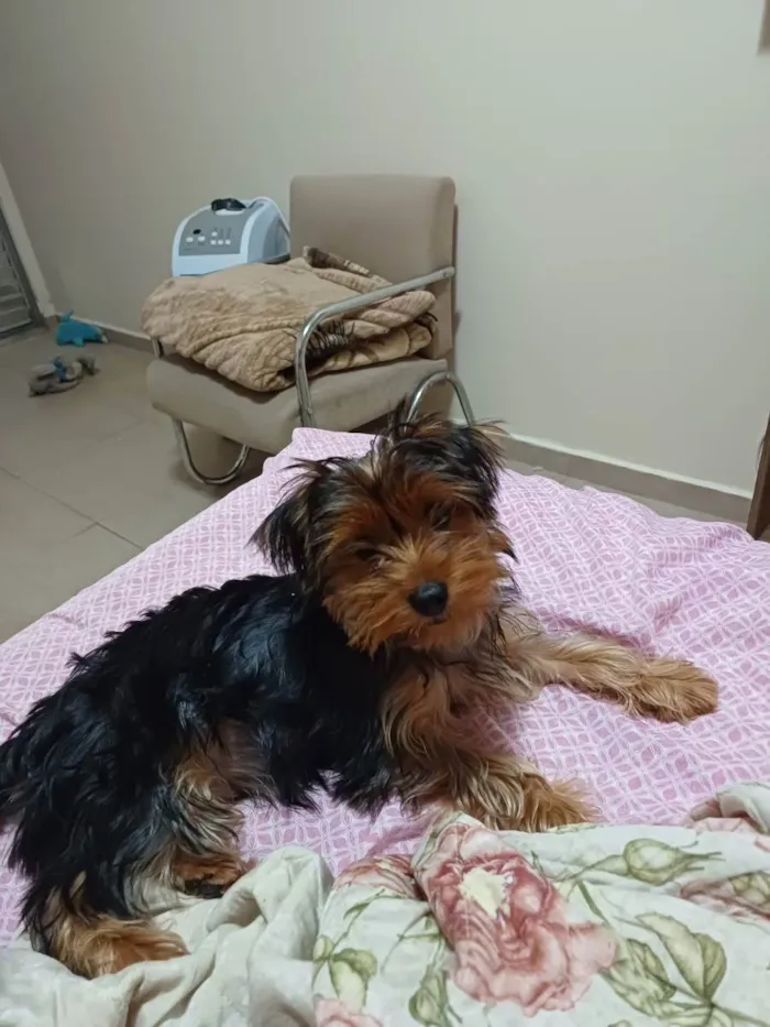 Cachorro raça Yorkshire  idade 2 a 6 meses nome Sany