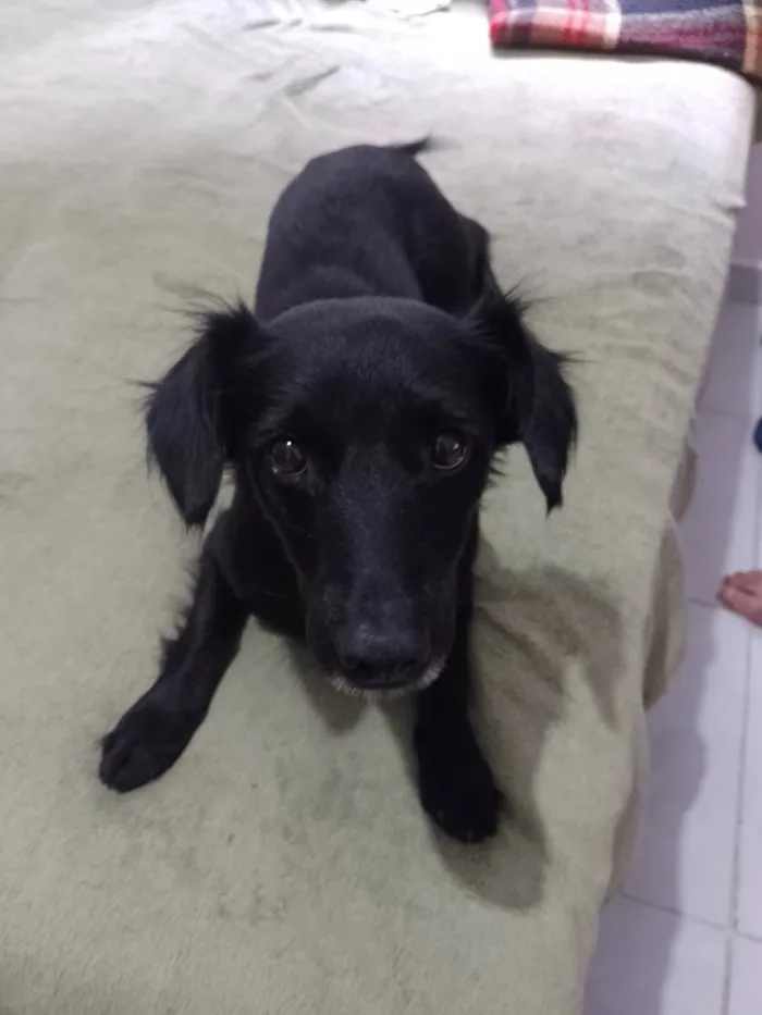 Cachorro ra a S/R idade 3 anos nome Sofia