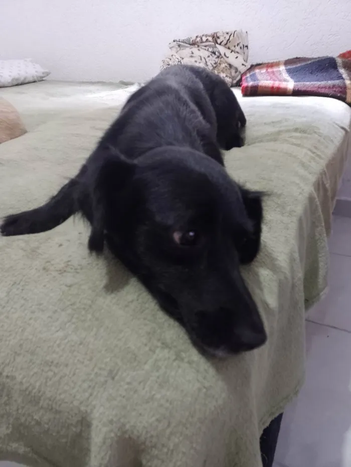 Cachorro ra a S/R idade 3 anos nome Sofia