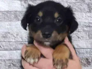 Cachorro raça SRD  idade 2 a 6 meses nome Filhotes para doação
