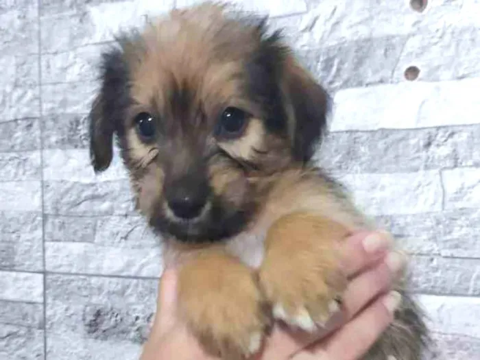 Cachorro ra a SRD  idade 2 a 6 meses nome Filhotes para doação