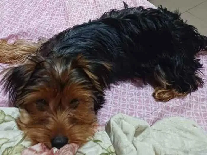 Cachorro raça Yorkshire  idade 2 a 6 meses nome Sany