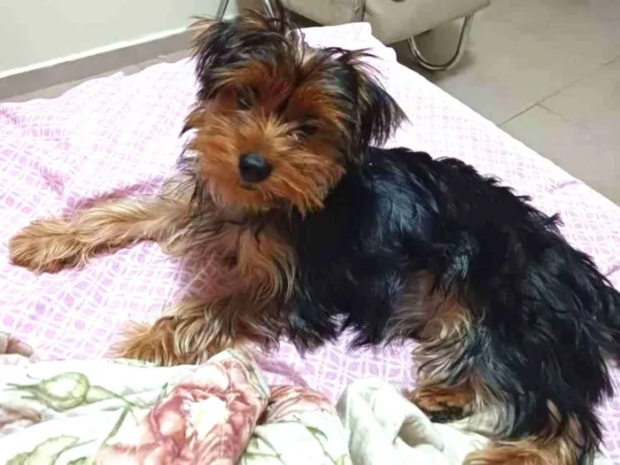 Cachorro raça Yorkshire  idade 2 a 6 meses nome Sany