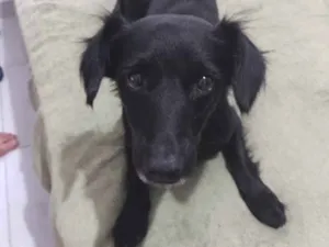 Cachorro raça S/R idade 3 anos nome Sofia