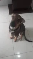Cachorro raça Srd idade 2 a 6 meses nome Nasus