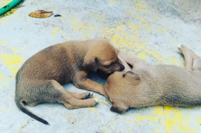 Cachorro raça Vira lata idade Abaixo de 2 meses nome Sem nome