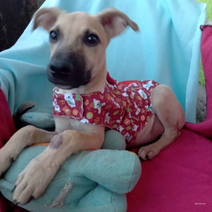 Cachorro raça Srd idade 2 a 6 meses nome Tob 