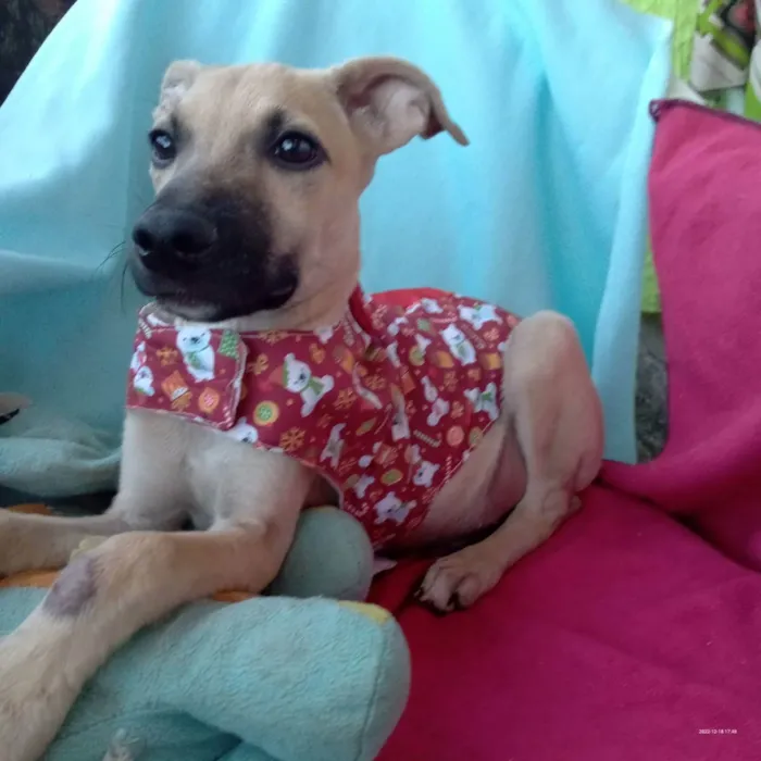 Cachorro raça Srd idade 2 a 6 meses nome Tob 