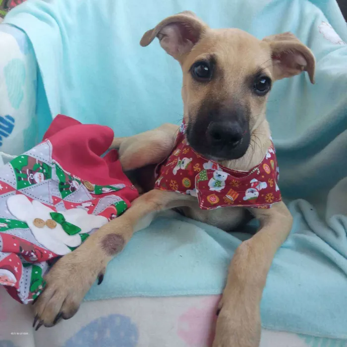 Cachorro raça Srd idade 2 a 6 meses nome Tob 