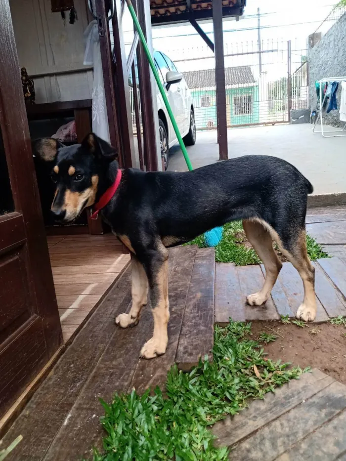 Cachorro ra a Vira lata  idade 2 a 6 meses nome Lola