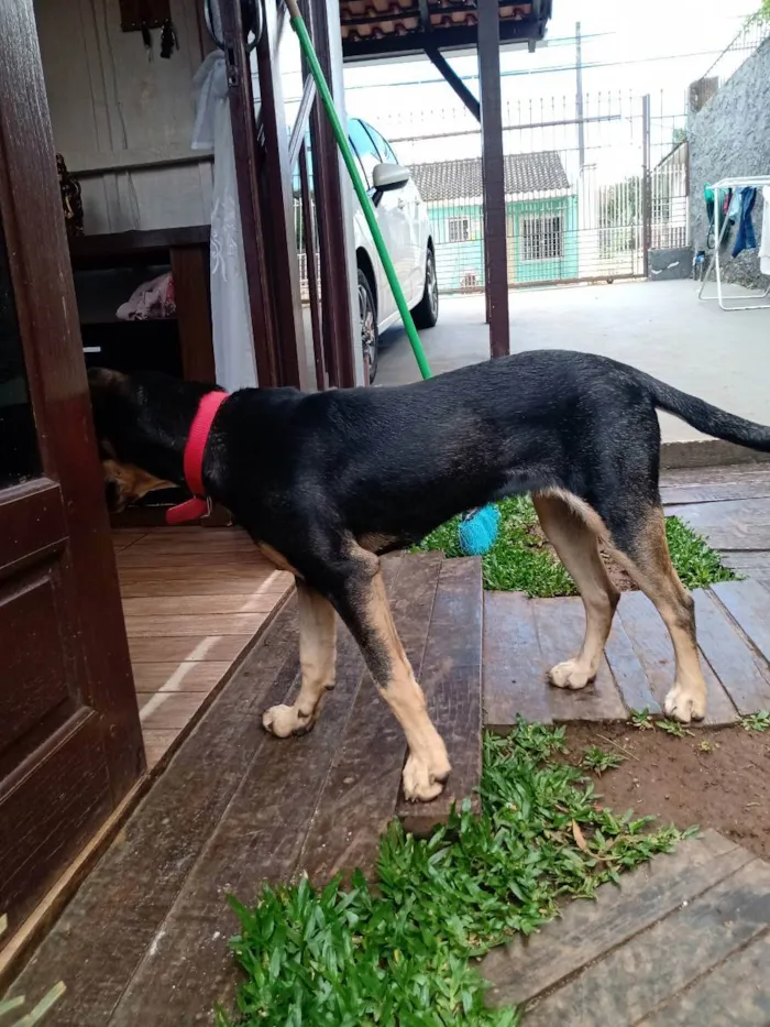 Cachorro ra a Vira lata  idade 2 a 6 meses nome Lola