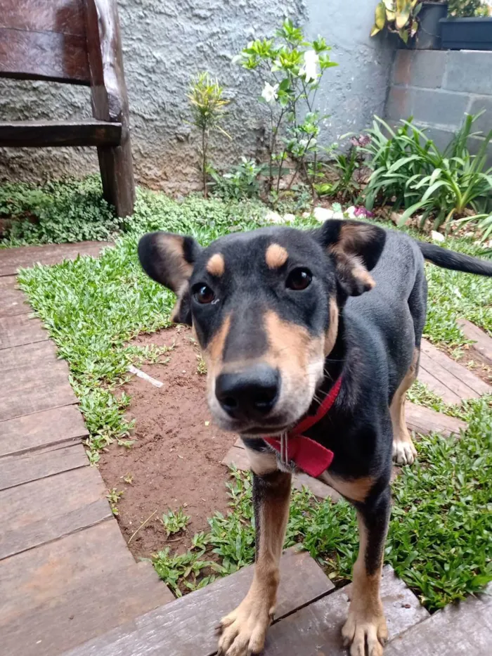 Cachorro ra a Vira lata  idade 2 a 6 meses nome Lola