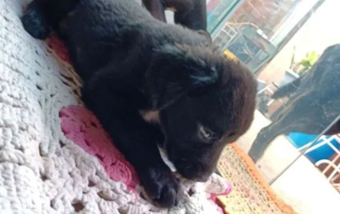 Cachorro ra a Labrador  idade 2 a 6 meses nome Nick