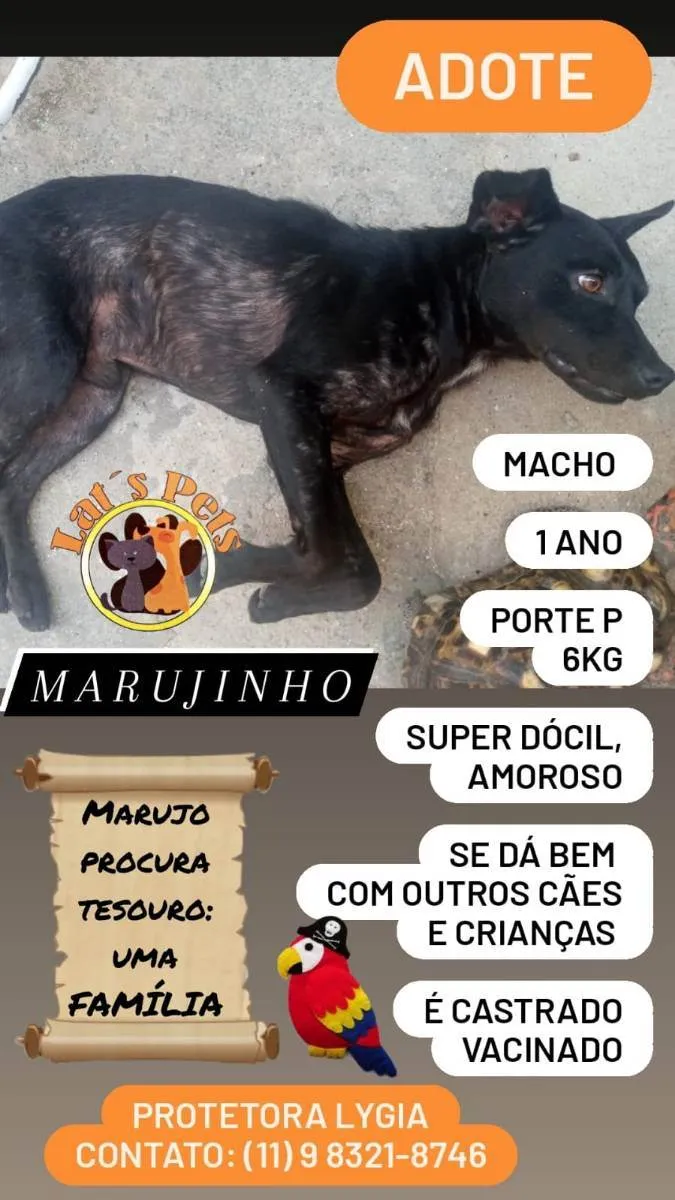 Cachorro ra a SRD idade 1 ano nome Marujinho