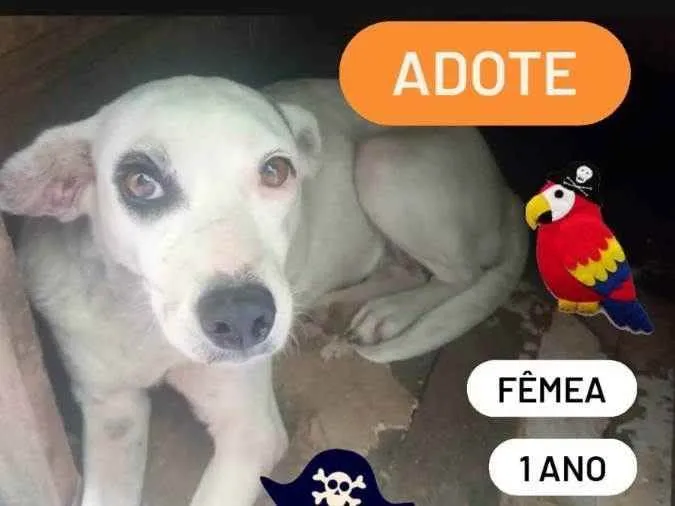 Cachorro ra a SRD idade 1 ano nome Piratinha