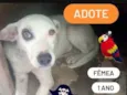 Piratinha