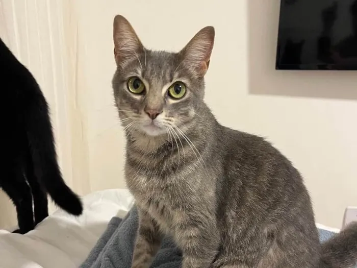 Gato raça  idade 2 anos nome Charlie e Lolah