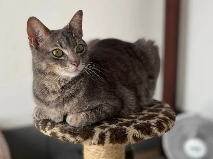 Gato raça  idade 2 anos nome Charlie e Lolah
